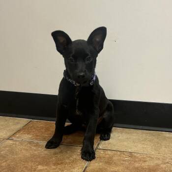 FWT Tuffy -  Shepherd and Cattle Dog Dog for Adoption in Midland, Texas - FWT Tuffy | PetCurious