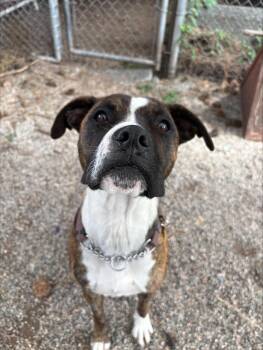 Teega -  Pit Bull Terrier and Boxer Dog for Adoption in Vancouver, British Columbia - Teega | PetCurious
