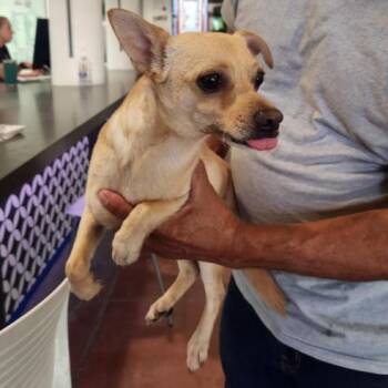Chihuahua Dogs Available for Adoption in Los Angeles, California - Mac A2269718 | PetCurious
