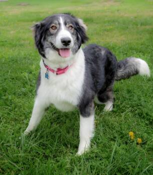 Husky and Great Pyrenees Dogs Available for Adoption in Nashville, Tennessee - Alaia | PetCurious