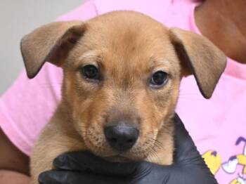 Ricotta -  Pit Bull Terrier and Shepherd Dog for Adoption in Portland, Oregon - Ricotta | PetCurious