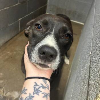 Lamp -  Mixed Breed Dog for Adoption in Corbin, Kentucky - Lamp | PetCurious