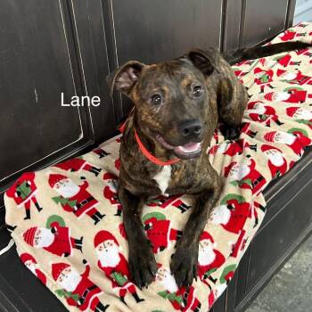 Lane -  Pit Bull Terrier Dog for Adoption in Princeton, Kentucky - Lane | PetCurious
