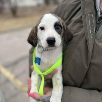 Beagle and Mixed Breed Dogs Available for Adoption - Susan | PetCurious