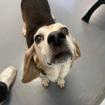 Beagle Dogs Available for Adoption in Roanoke, Virginia - Jericho | PetCurious