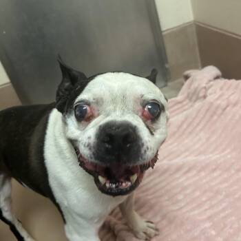 Waffles -  Boston Terrier and French Bulldog Dog for Adoption in Reno, Nevada - Waffles | PetCurious