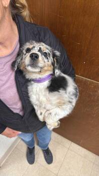 Rescue Australian Shepherd Dogs for Adoption in Hartland, Wisconsin - Mystic | PetCurious