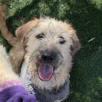 Terrier and Standard Poodle Dogs Available for Adoption - Poppy | PetCurious