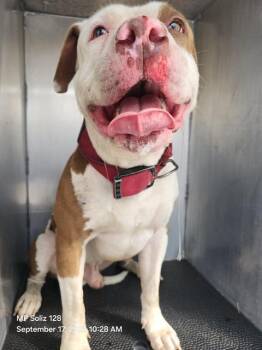 HOMIE D -  American Bulldog Dog for Adoption in San Antonio, Texas - HOMIE D | PetCurious