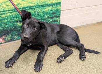 Rescue Belgian Shepherd Malinois and Mixed Breed Dogs for Adoption in Moreno Valley, California - JILLIAN | PetCurious