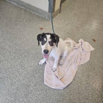 Bell -  Shepherd and Mixed Breed Dog for Adoption in Kansas City, Missouri - Bell | PetCurious