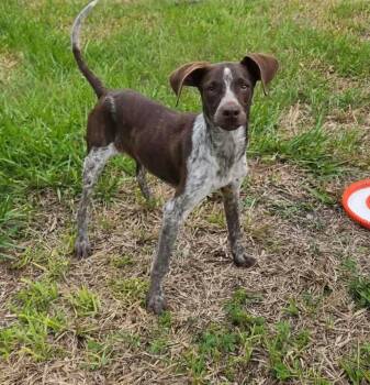 Dachshund Dogs Available for Adoption in Lutz, Florida - Roo | PetCurious