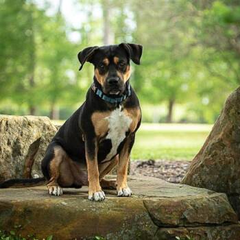 Remy -  Rottweiler and Pit Bull Terrier Dog for Adoption in Mooresville, North Carolina - Remy | PetCurious