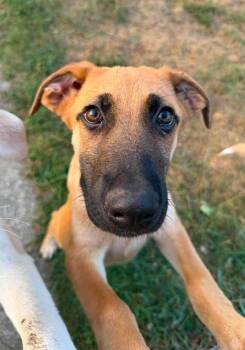 Sadie -  Anatolian Shepherd and Labrador Retriever Dog for Adoption in Coldwater, Michigan - Sadie | PetCurious