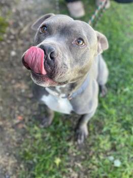 Pit Bull Terrier Dogs Available for Adoption - MALCOM | PetCurious