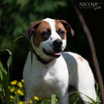 Rescue Terrier Dogs for Adoption in Henderson, Kentucky - Baxter | PetCurious