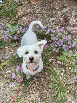 Marshmallow -  Miniature Poodle and Poodle Dog for Adoption in Boulder, Colorado - Marshmallow | PetCurious