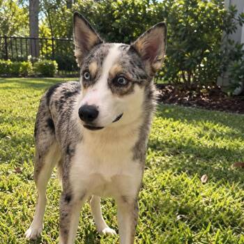 Lobito 4837 -  Husky Dog for Adoption in Loxahatchee Groves, Florida - Lobito 4837 | PetCurious