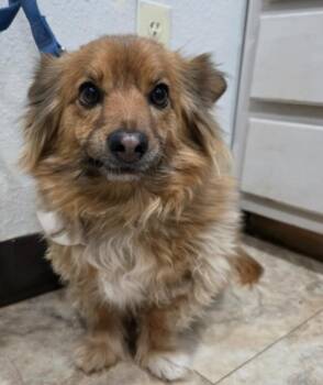 Chihuahua Dogs Available for Adoption - Roxy | PetCurious