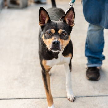 Rescue Mixed Breed Dogs for Adoption in Oakland, California - Haley | PetCurious