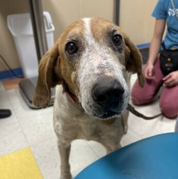 Rescue Foxhound Dogs for Adoption in Sioux City, Iowa - Lucky | PetCurious