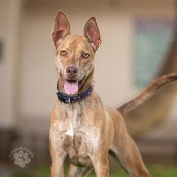 Holiday -  Terrier and Mixed Breed Dog for Adoption in Honolulu, Hawaii - Holiday | PetCurious
