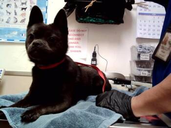 Pomeranian and Mixed Breed Dogs Available for Adoption in Martinez, California - VINNY | PetCurious