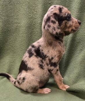 Clementine -  Catahoula Leopard Dog and Dachshund Dog for Adoption in Murphysboro, Illinois - Clementine | PetCurious