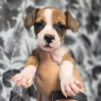 Jack Russell Terrier Dogs Available for Adoption in Wahiawa, Hawaii - Calcifer | PetCurious