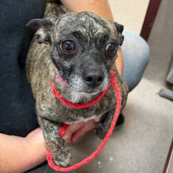 Chihuahua and Mixed Breed Dogs Available for Adoption in Ardmore, Oklahoma - Daphne | PetCurious