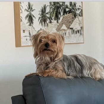 Yorkshire Terrier Dogs Available for Adoption - Lucky | PetCurious