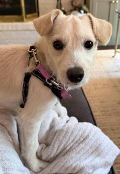 Mae Mae -  Terrier Dog for Adoption in Mundelein, Illinois - Mae Mae | PetCurious