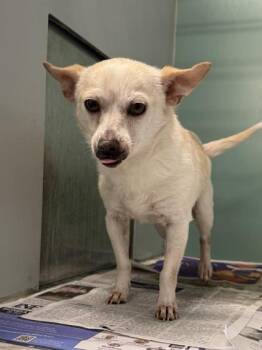 Blanche -  Chihuahua and Mixed Breed Dog for Adoption in Fort Worth, Texas - Blanche | PetCurious