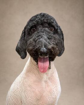 Daphne -  Labrador Retriever and Poodle Dog for Adoption in Crossville, Tennessee - Daphne | PetCurious