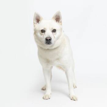 Husky and Mixed Breed Dogs Available for Adoption - Ghost | PetCurious