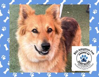 Jada -  Australian Shepherd Dog for Adoption in Salinas, California - Jada | PetCurious