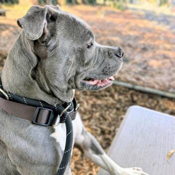 Twiggy -  Pit Bull Terrier Dog for Adoption in Oakland, California - Twiggy | PetCurious