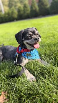 Pawlo -  Schnoodle and Havanese Dog for Adoption in Thornwood, New York - Pawlo | PetCurious