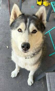Shadow -  Siberian Husky Dog for Adoption in Lakeland, Florida - Shadow | PetCurious