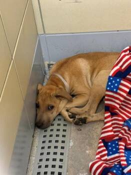 TYSON -  Staffordshire Bull Terrier and Mixed Breed Dog for Adoption in Houston, Texas - TYSON | PetCurious
