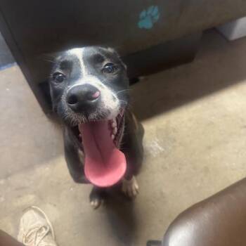 Wipeout -  Black Labrador Retriever Dog for Adoption in Enterprise, Alabama - Wipeout | PetCurious