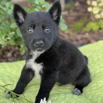 Rescue Labrador Retriever and Shepherd Dogs for Adoption in San Diego, California - Kim Possible Pup - Ron Stoppable | PetCurious