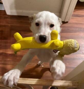 Mixed Breed Dogs Available for Adoption - FIZZIE | PetCurious