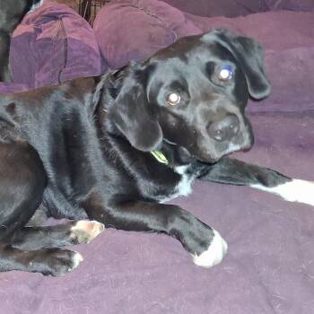 Tony -  Black Labrador Retriever Dog for Adoption - Tony | PetCurious