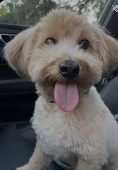 Havanese Dogs Available for Adoption - Winston | PetCurious