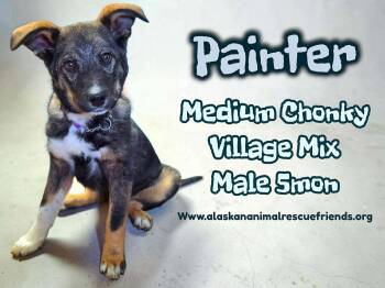 Husky and Labrador Retriever Dogs Available for Adoption - Painter | PetCurious
