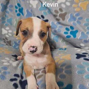 Kevin -  Terrier and Mixed Breed Dog for Adoption in Buffalo, Minnesota - Kevin | PetCurious