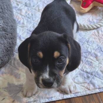 Lyric Lulu -  Beagle and Mixed Breed Dog for Adoption in Fredericksburg, Virginia - Lyric Lulu | PetCurious