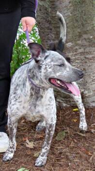 Luna -  Australian Cattle Dog Blue Heeler Dog for Adoption in Lexington, Virginia - Luna | PetCurious