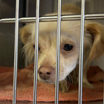 Rescue Chihuahua Dogs for Adoption in Northbrook, Illinois - Paloma Power | PetCurious